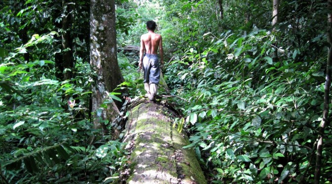 Im Dschungel von Sumatra