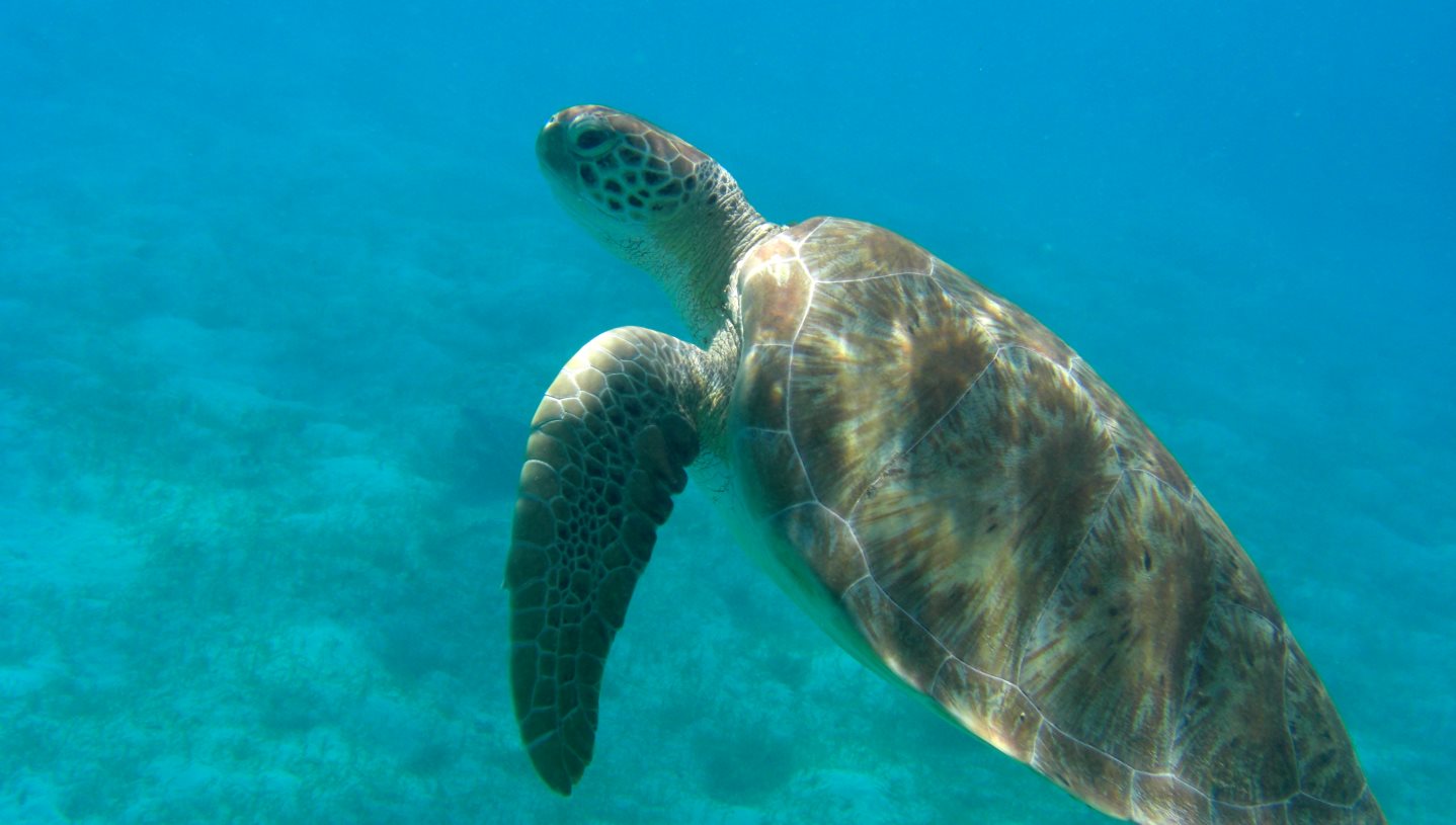 Karibik 425 tobago schildkröte