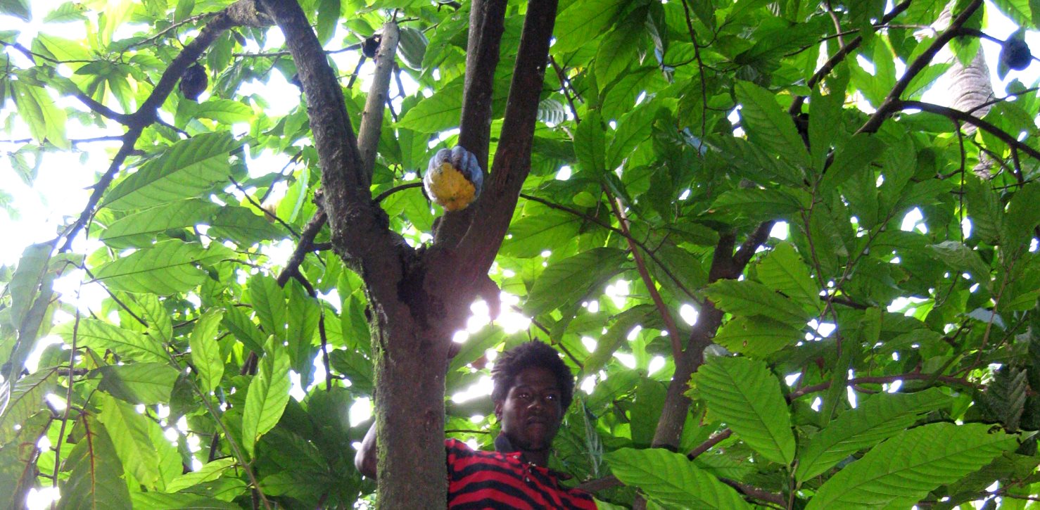 karibik_segeln039 kakaofrucht baum fruchtfleisch