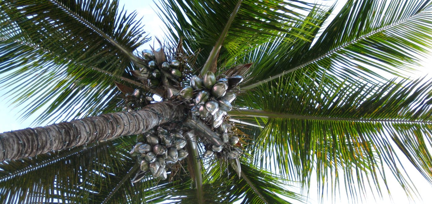 karibik_segeln190 kokosnuss palme angemalt
